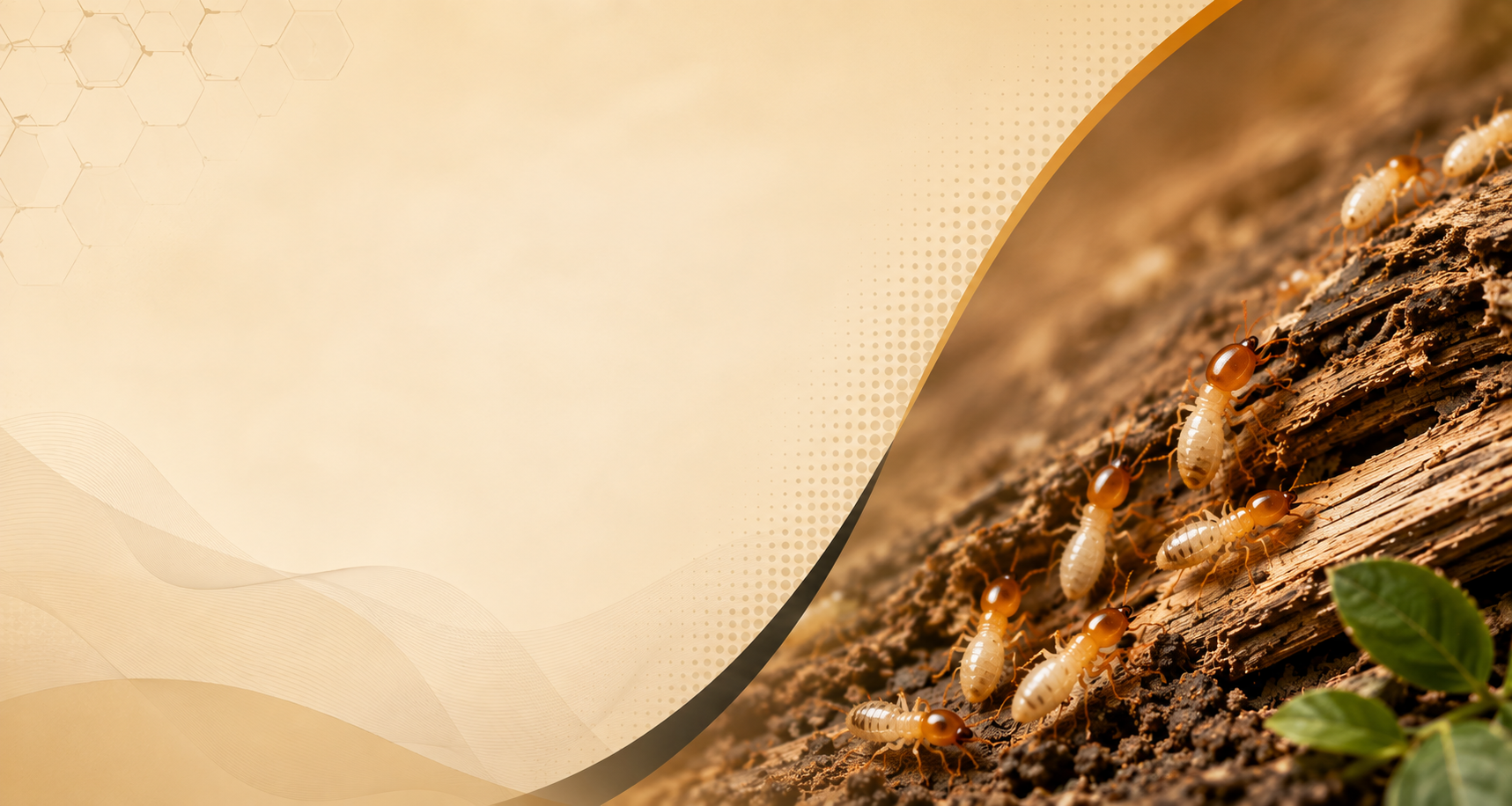 Termite control